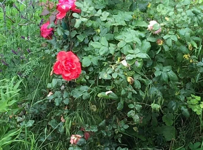 Venia's House Skala Potamias